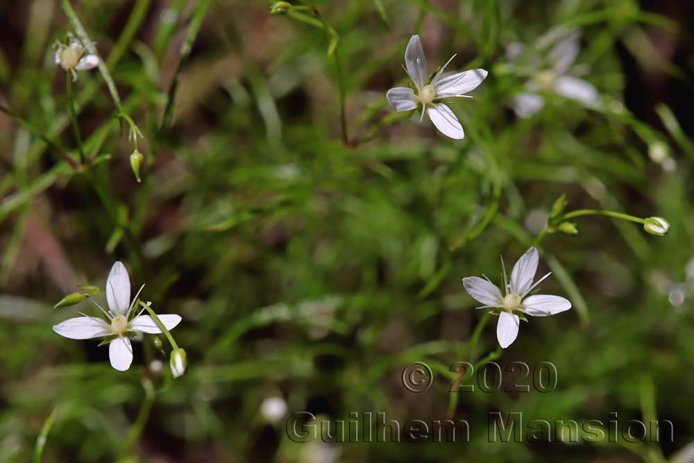 Moehringia muscosa