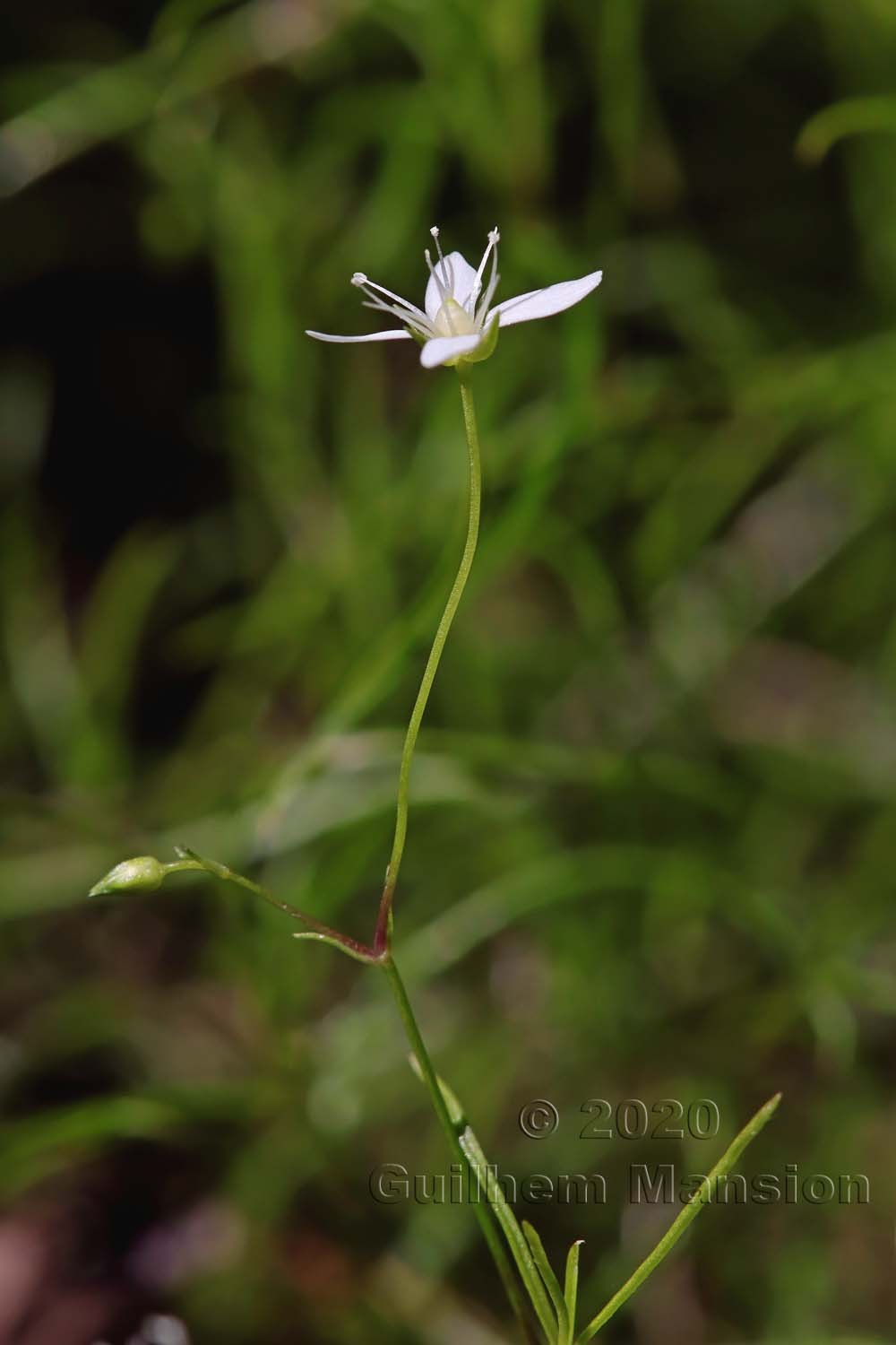 Moehringia muscosa