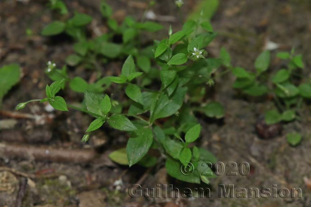 Moehringia trinervia