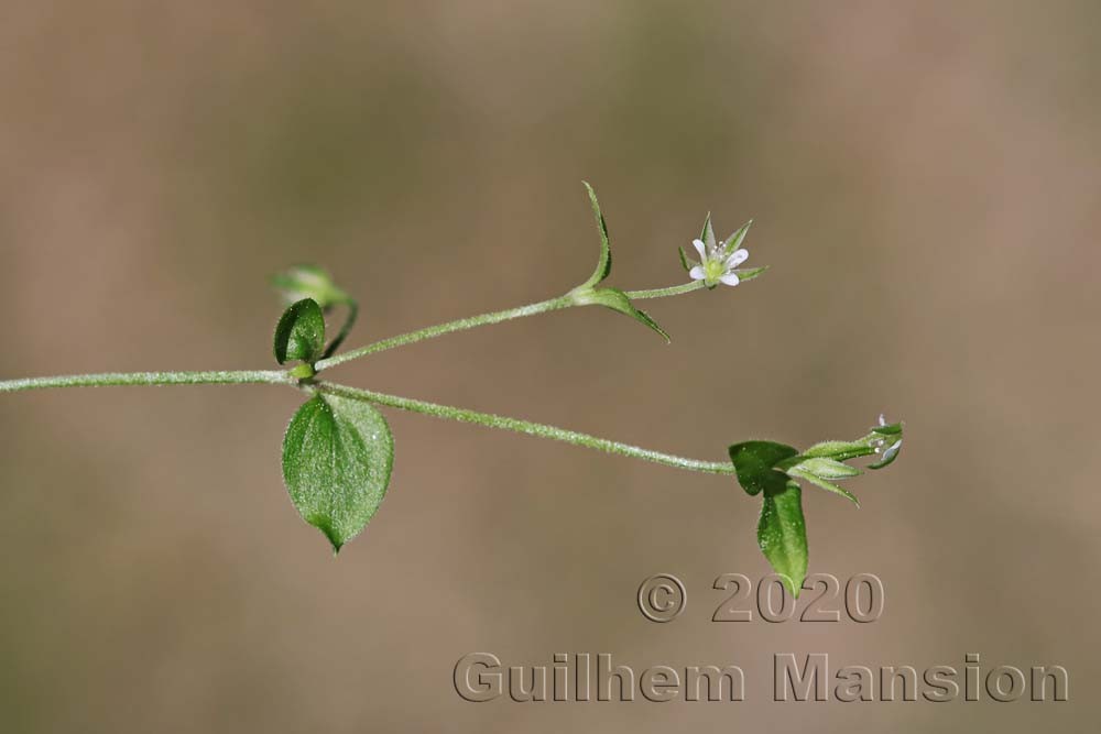 Moehringia trinervia