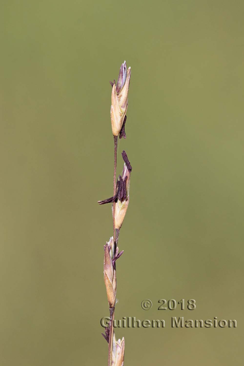 Molinia caerulea