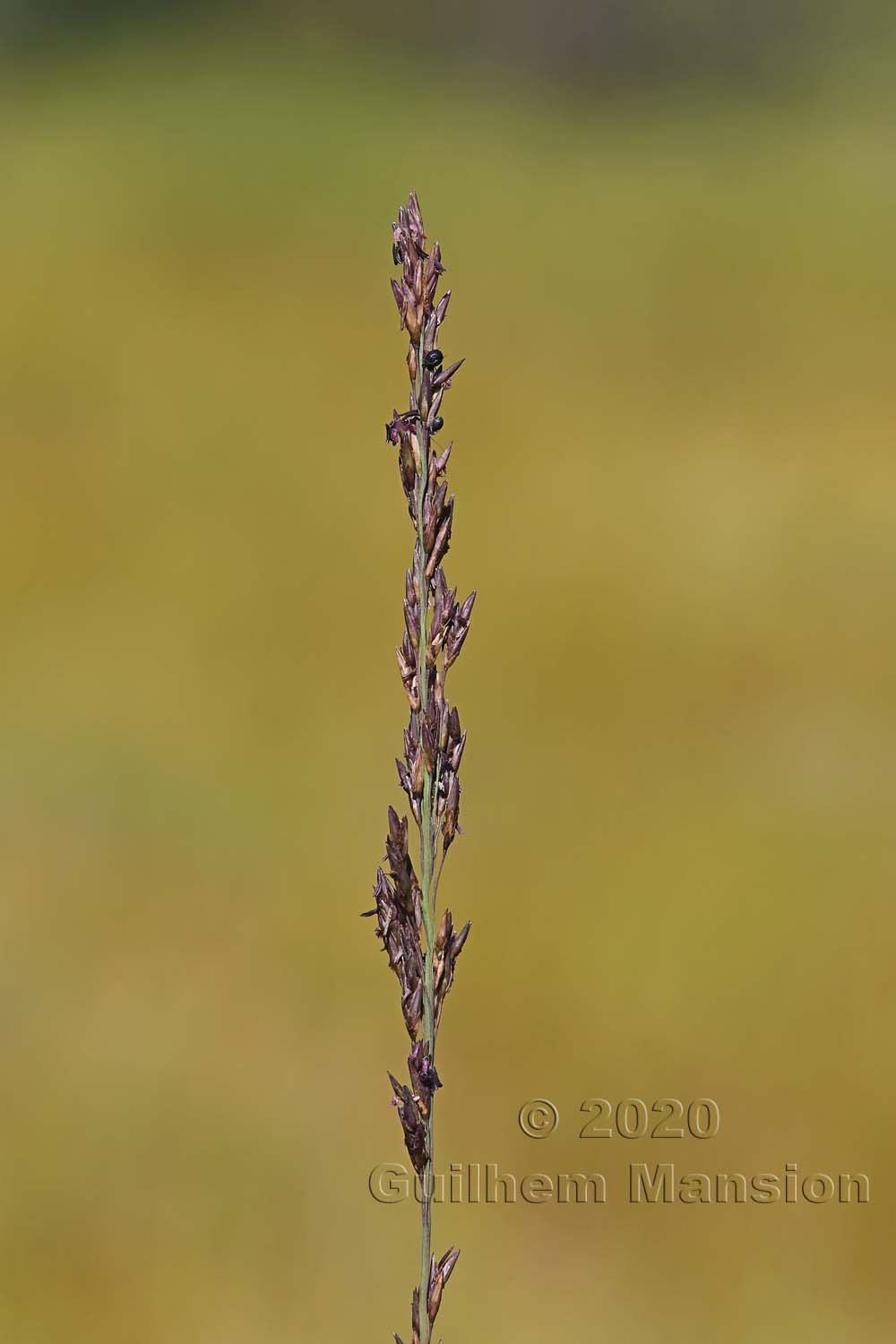 Molinia caerulea