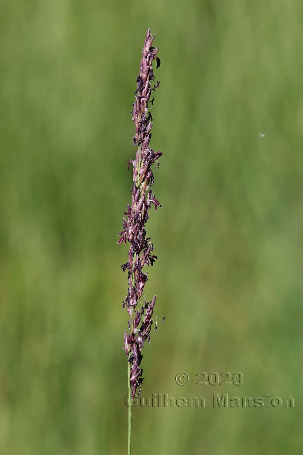 Molinia caerulea