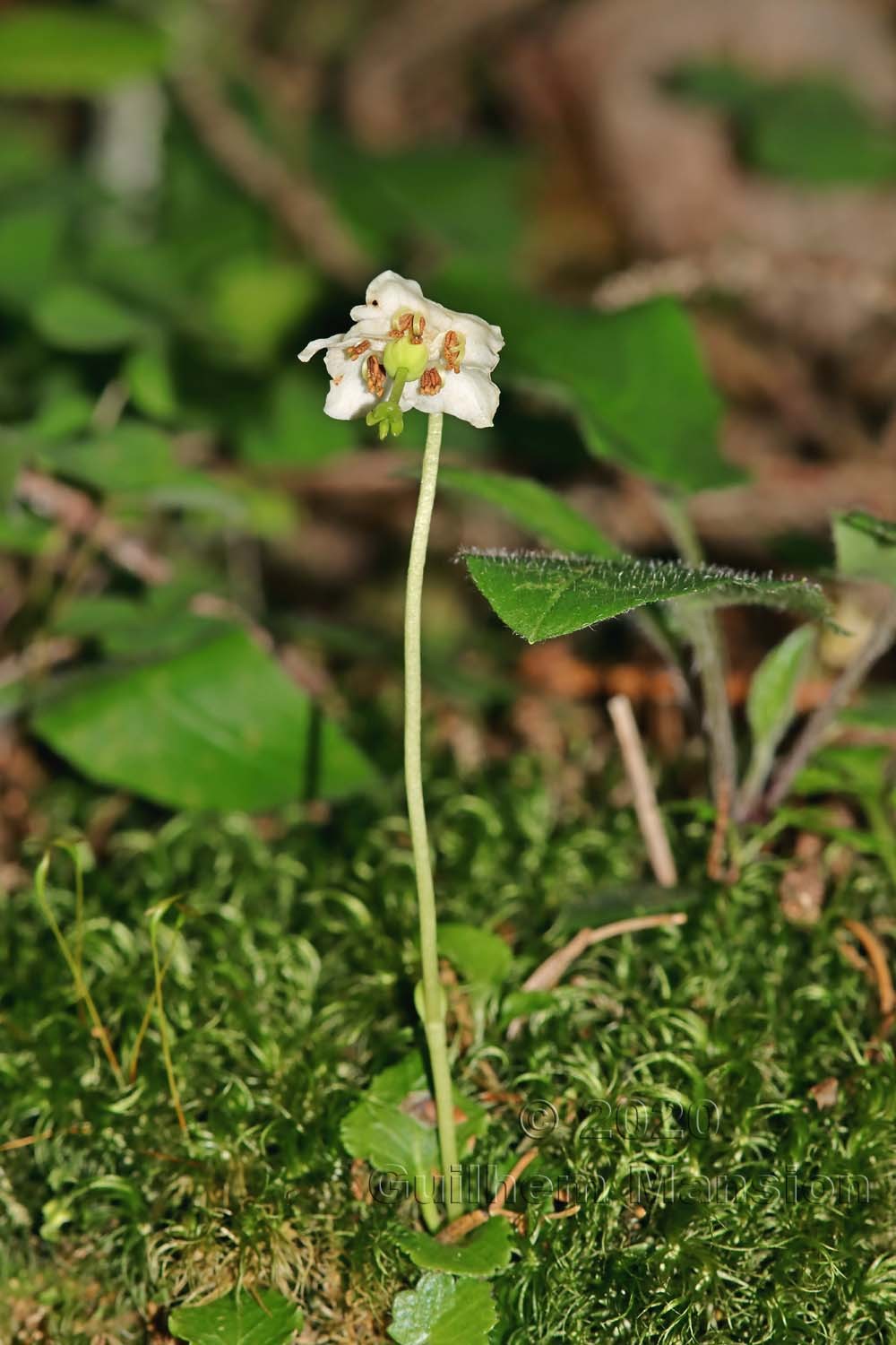 Moneses uniflora