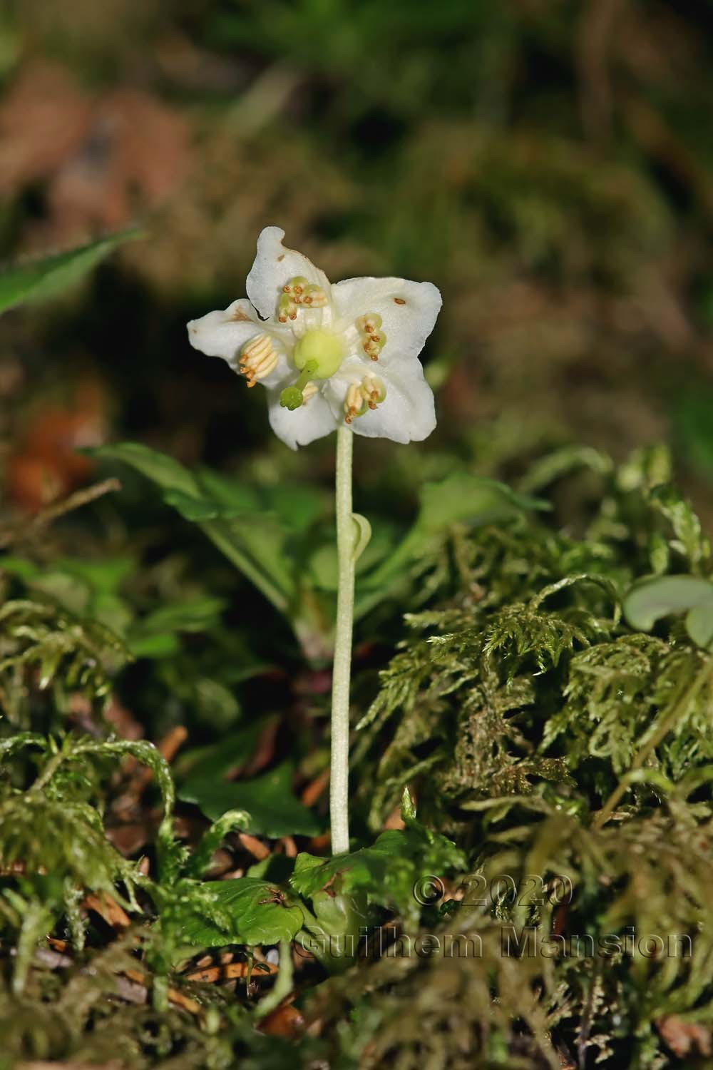 Moneses uniflora