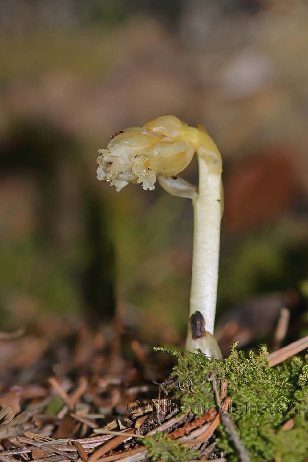 Monotropa hypopitys