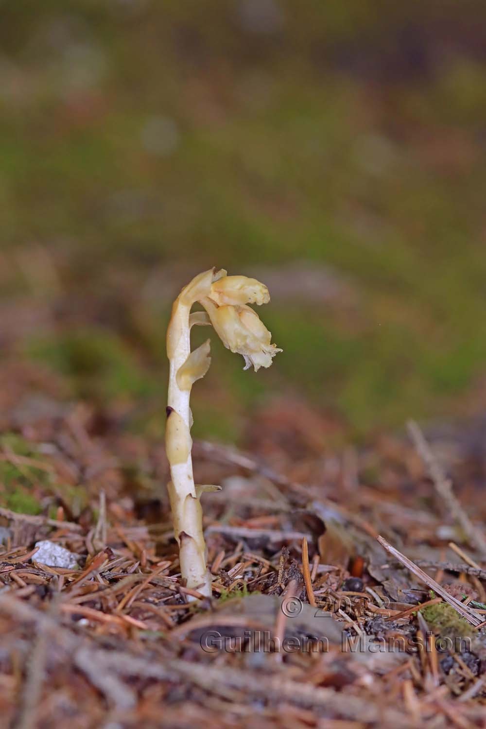 Monotropa hypopitys