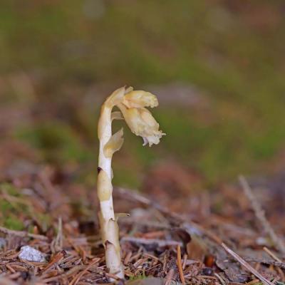 Monotropa hypopitys