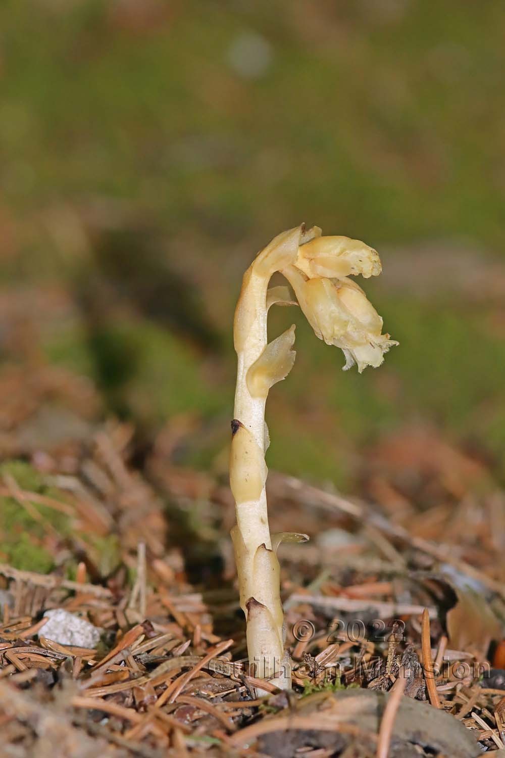 Monotropa hypopitys