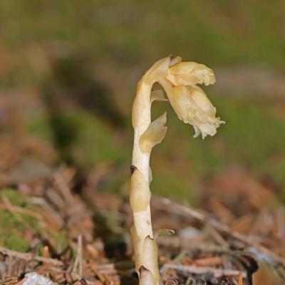 Monotropa hypopitys