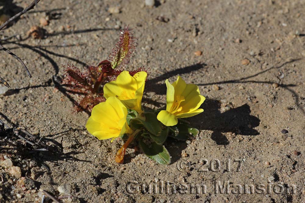 Moraea sp.