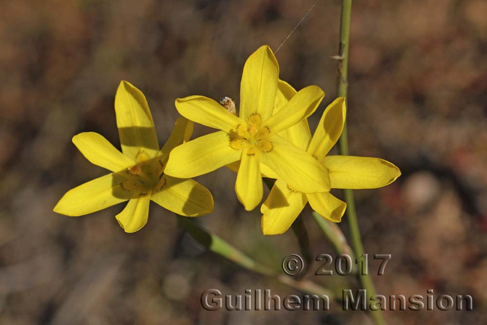 Moraea sp.