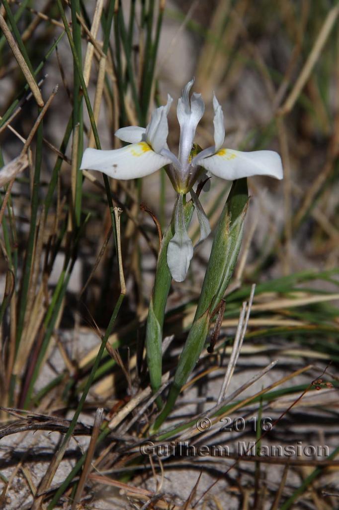 Moraea cf fugax