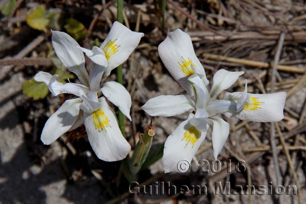 Moraea cf fugax