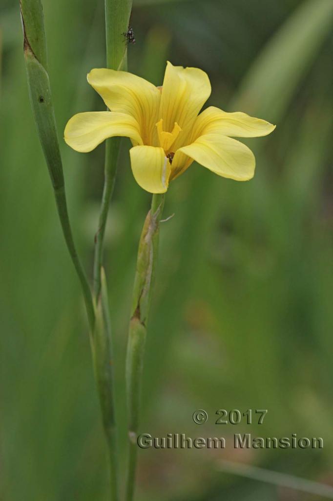 Moraea collina