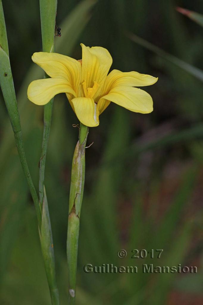 Moraea collina