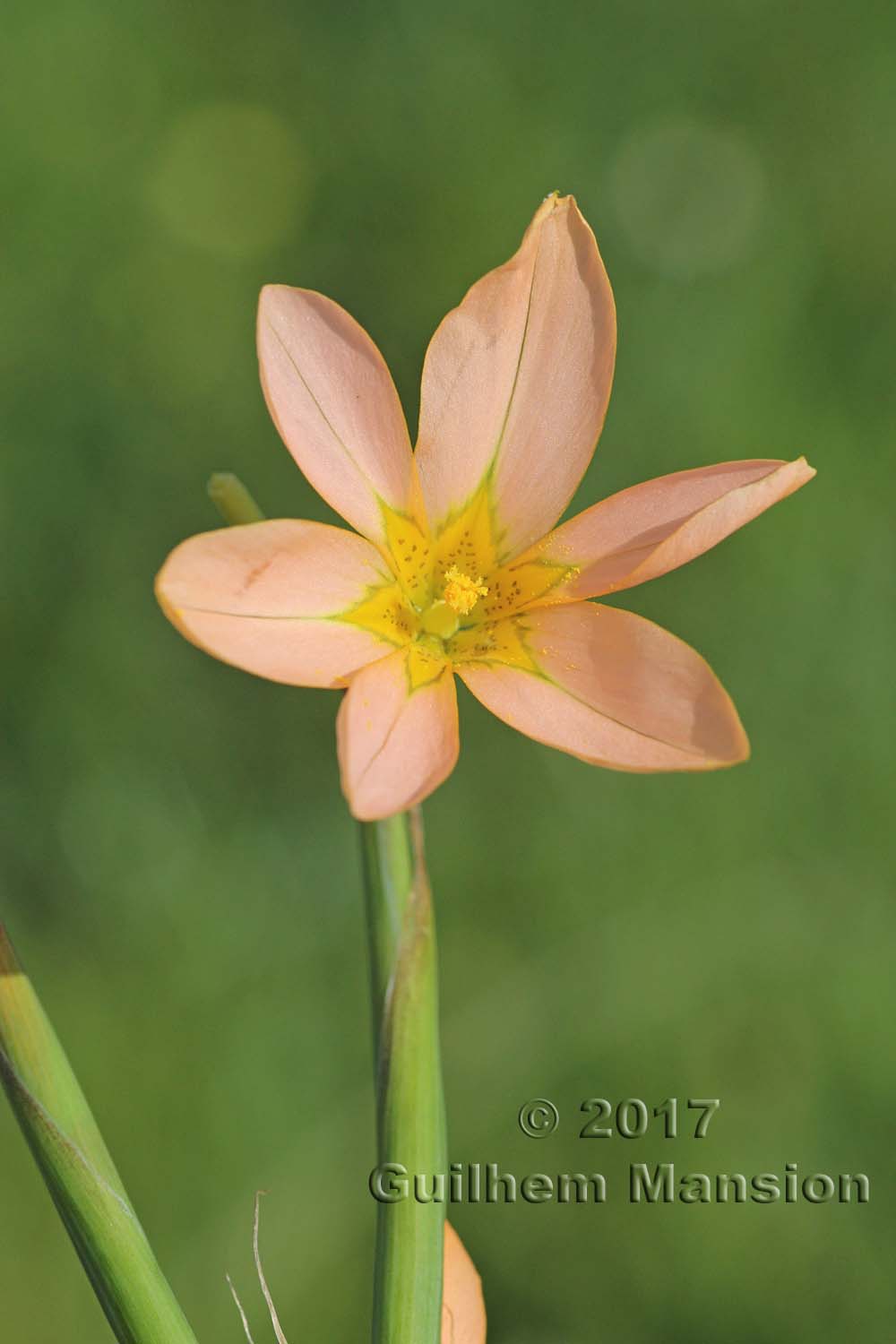 Moraea flaccida