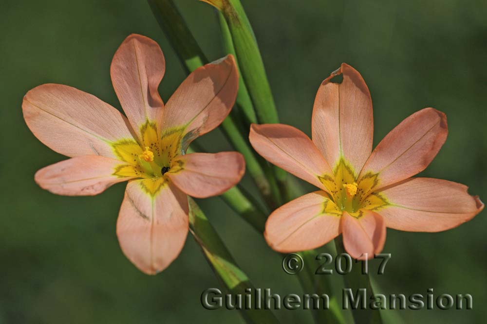 Moraea flaccida