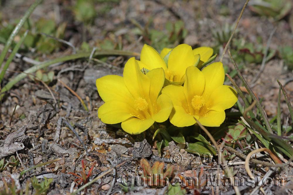 Moraea galaxia