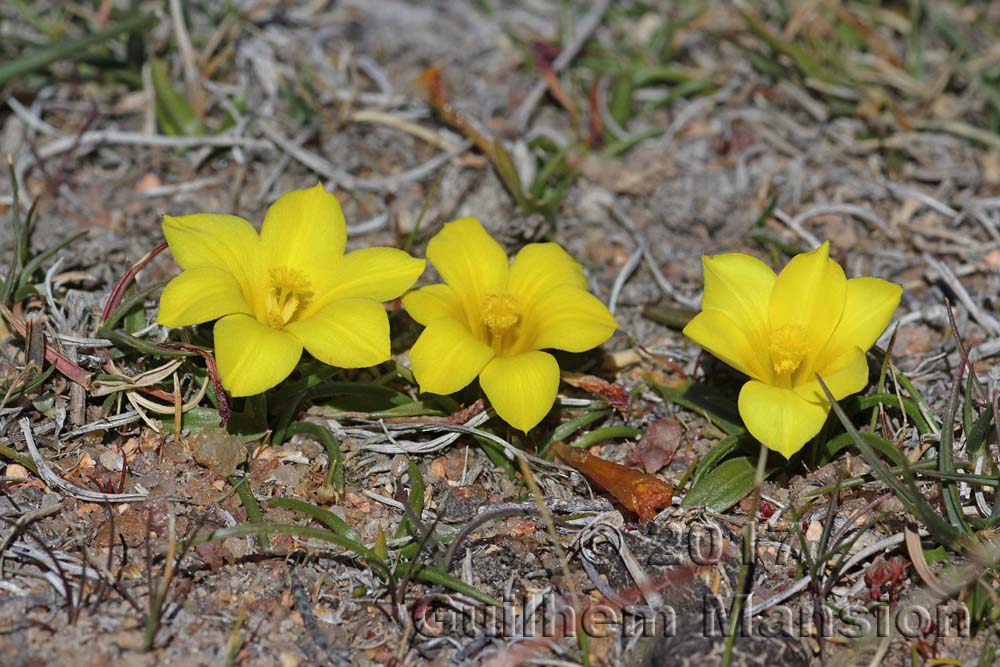 Moraea galaxia