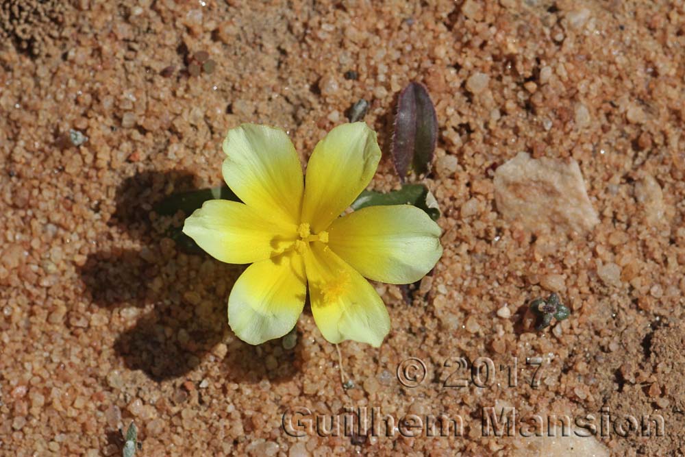 Moraea luteo-alba