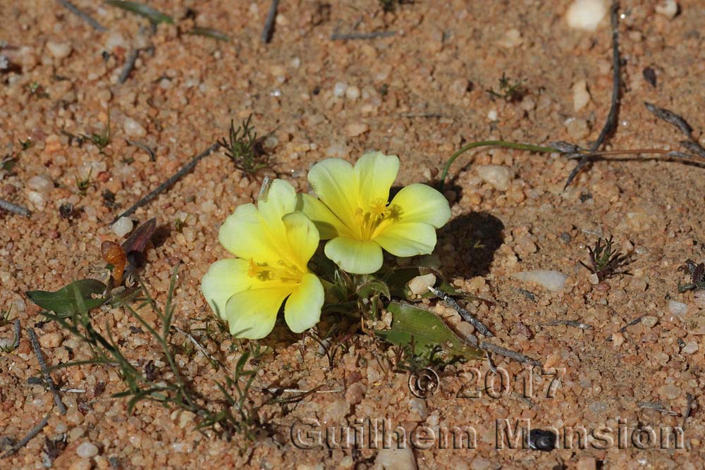 Moraea luteo-alba