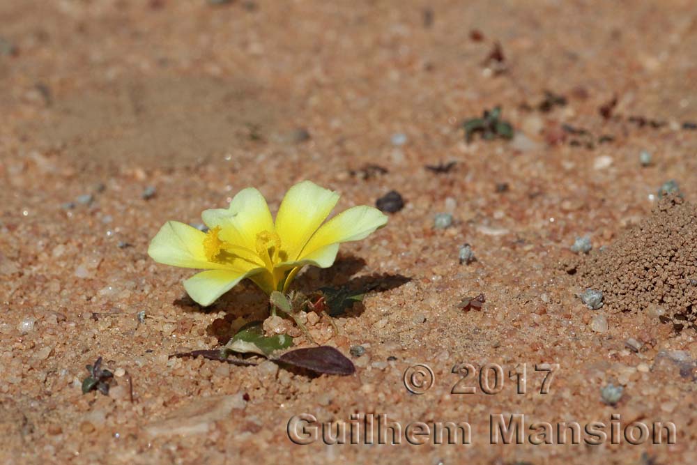 Moraea luteo-alba