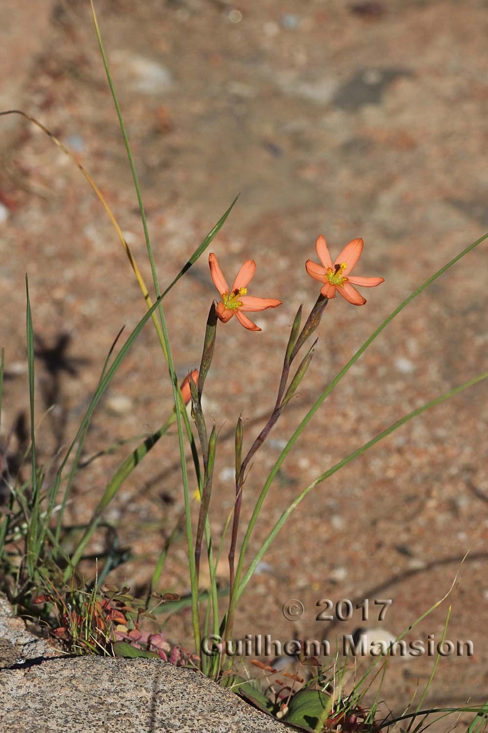 Moraea miniata