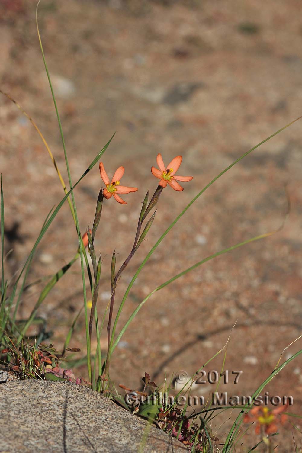 Moraea miniata