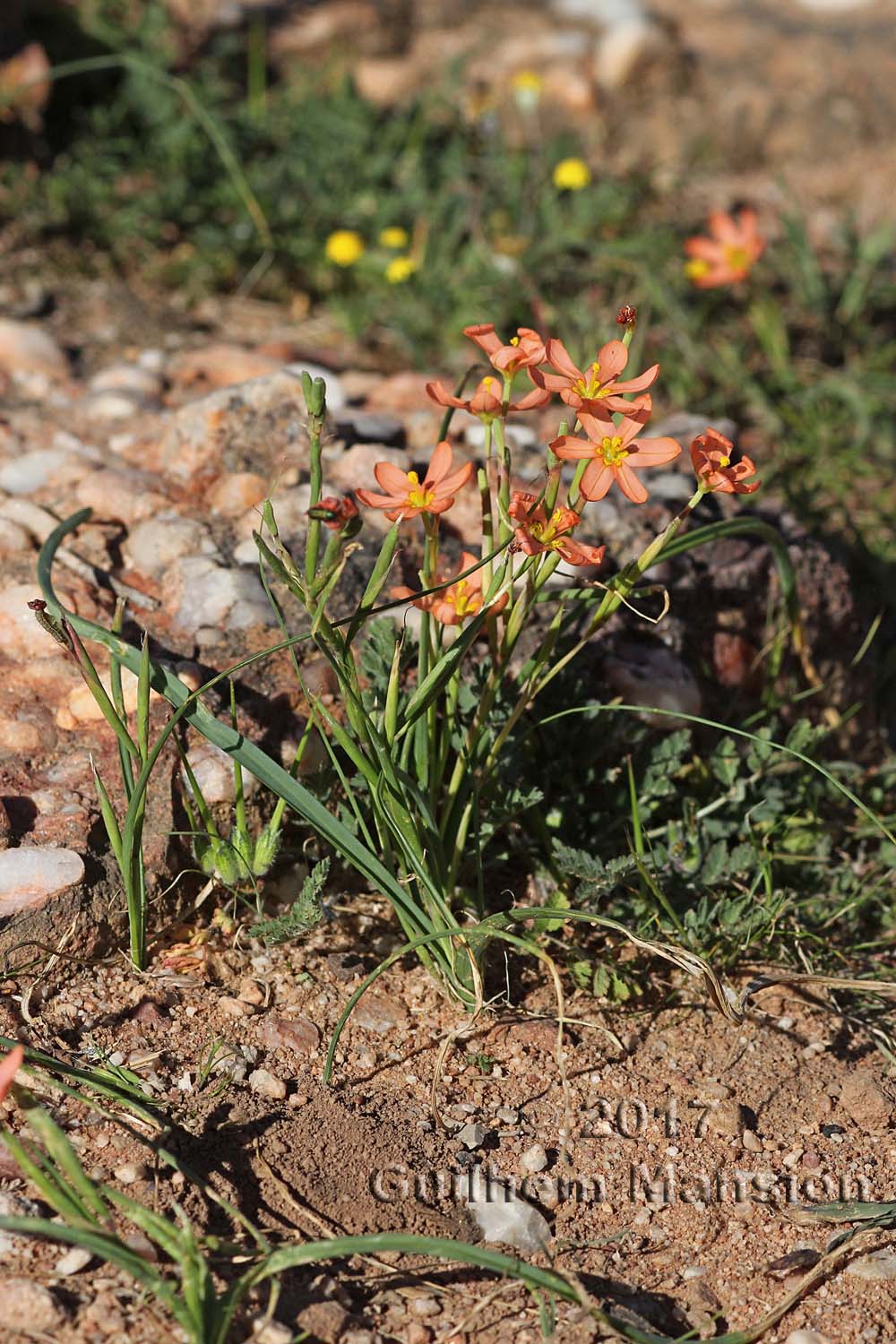 Moraea miniata