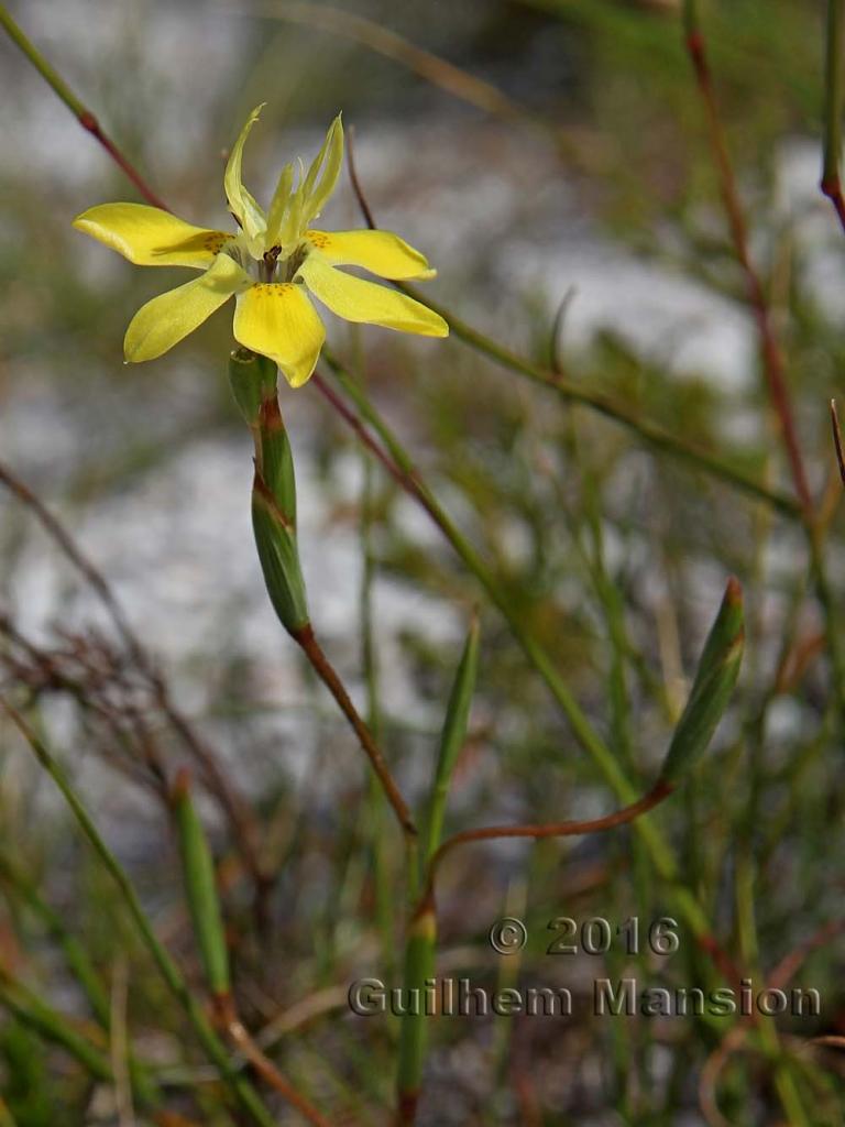 Moraea ramosissima