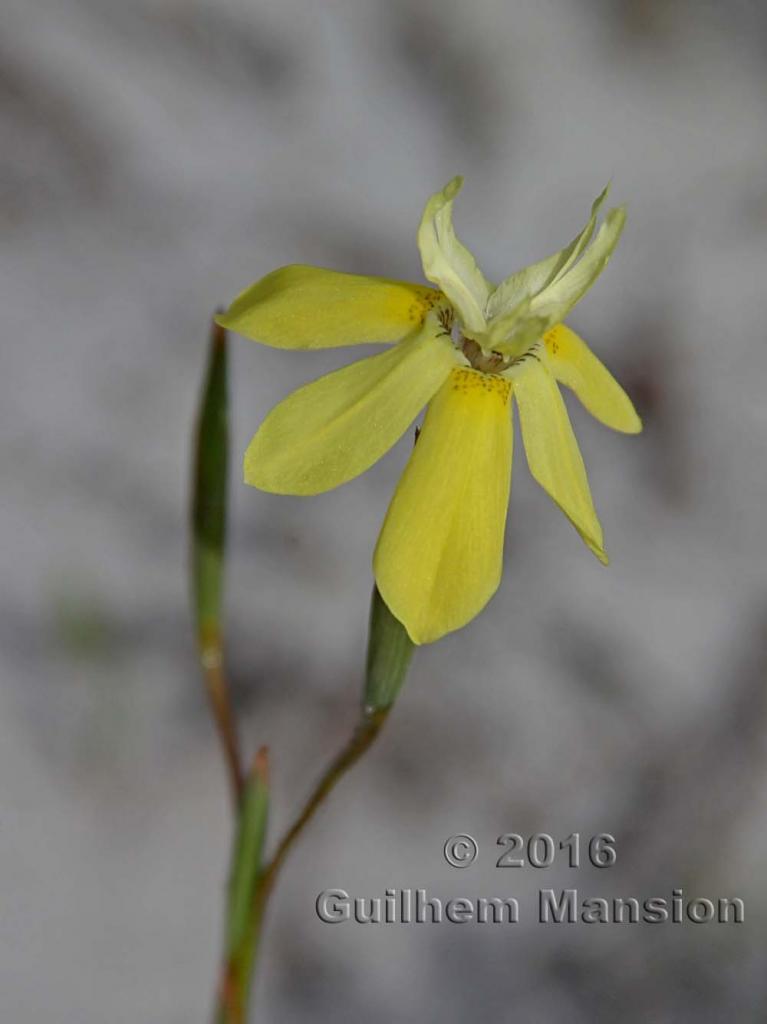 Moraea ramosissima