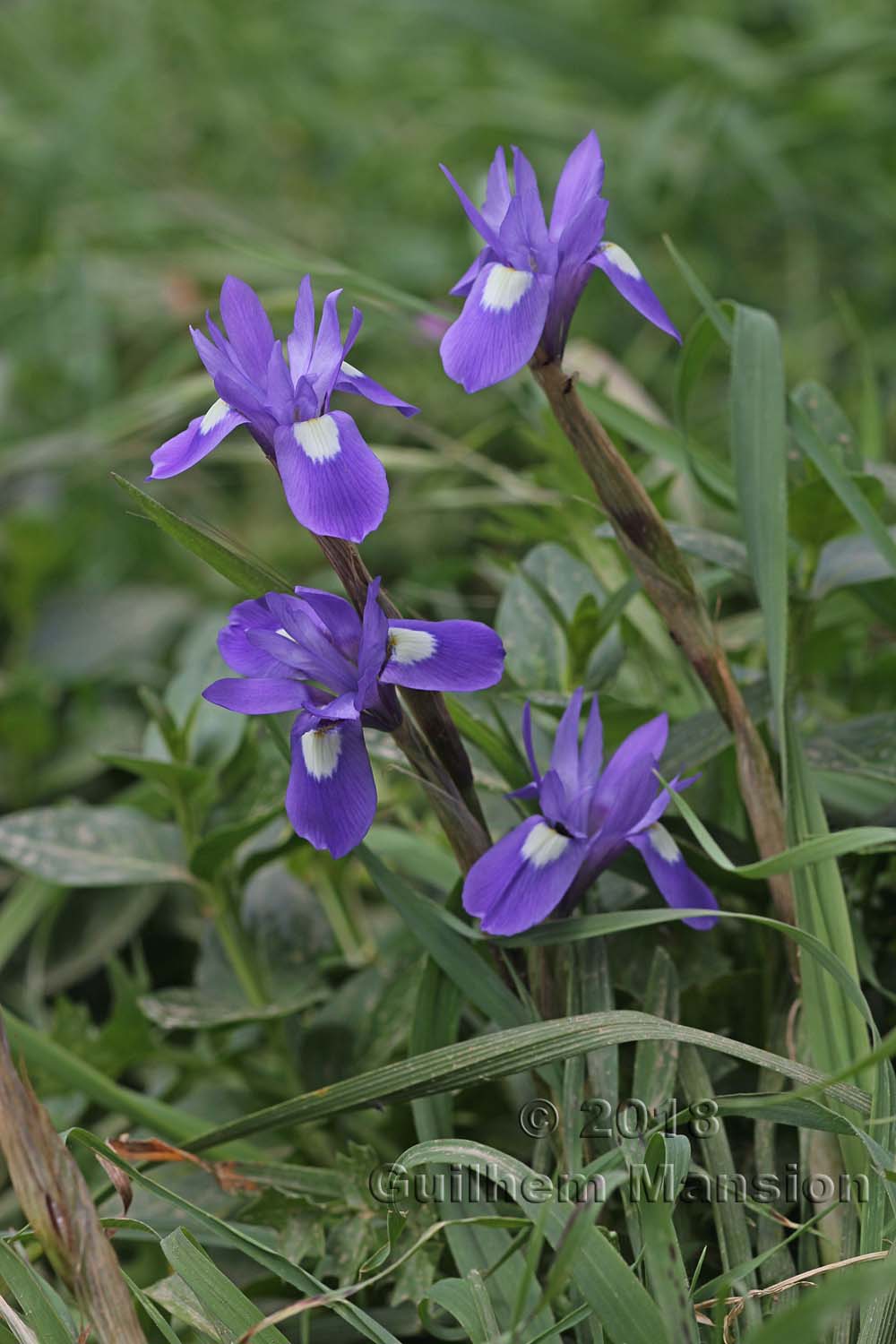 Moraea sisyrinchium