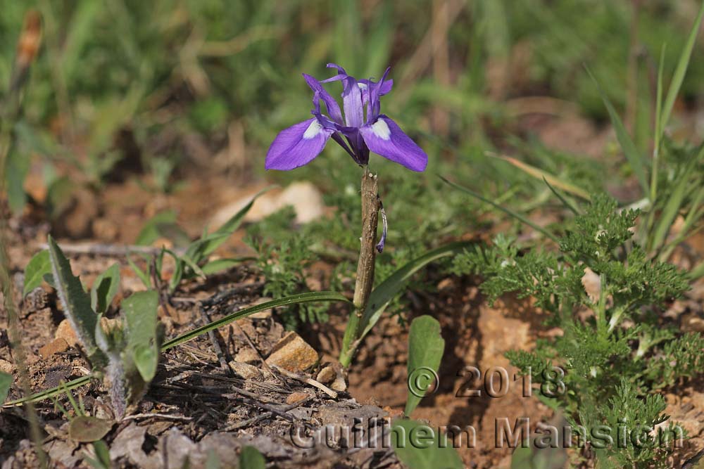 Moraea sisyrinchium