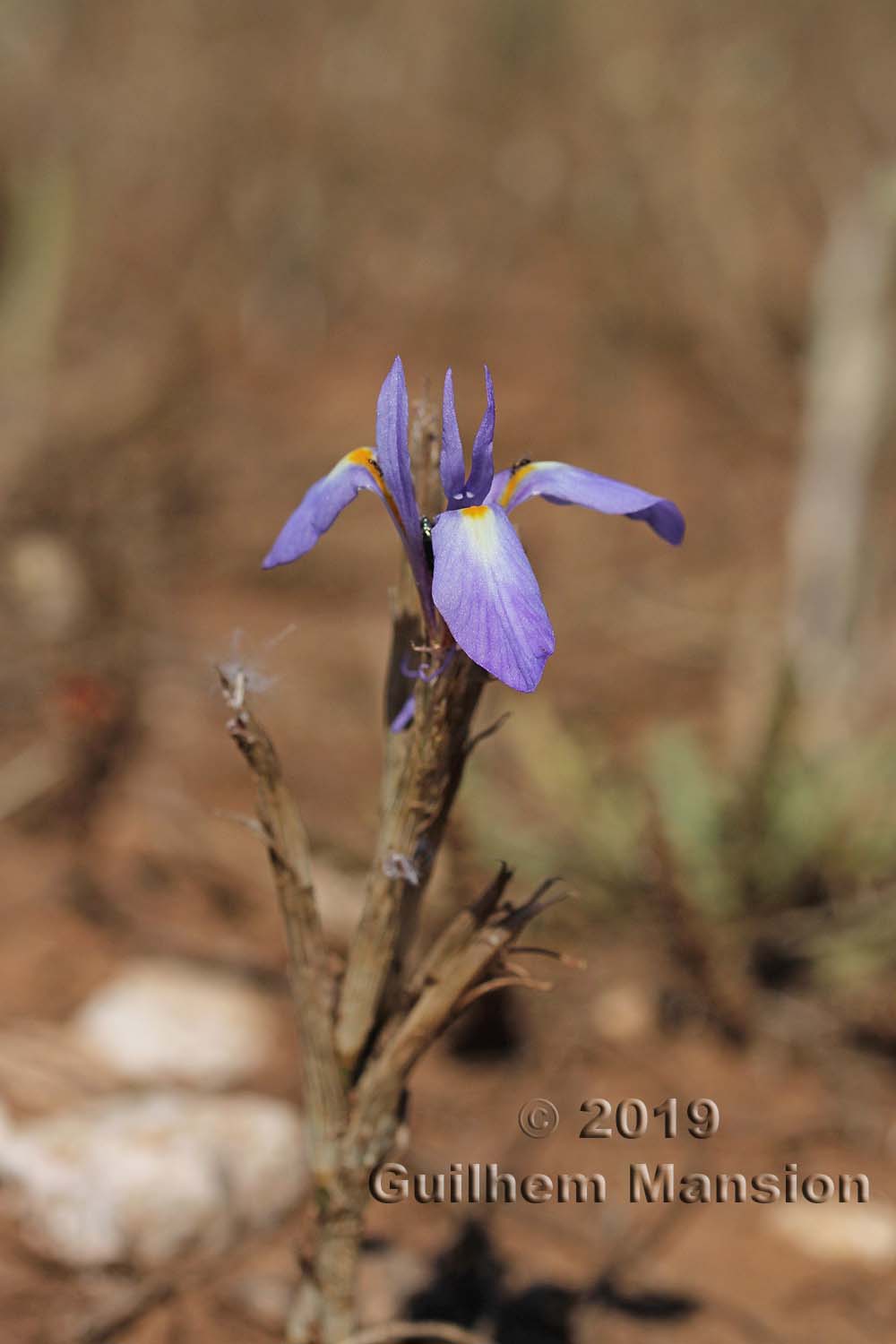 Moraea sisyrinchium