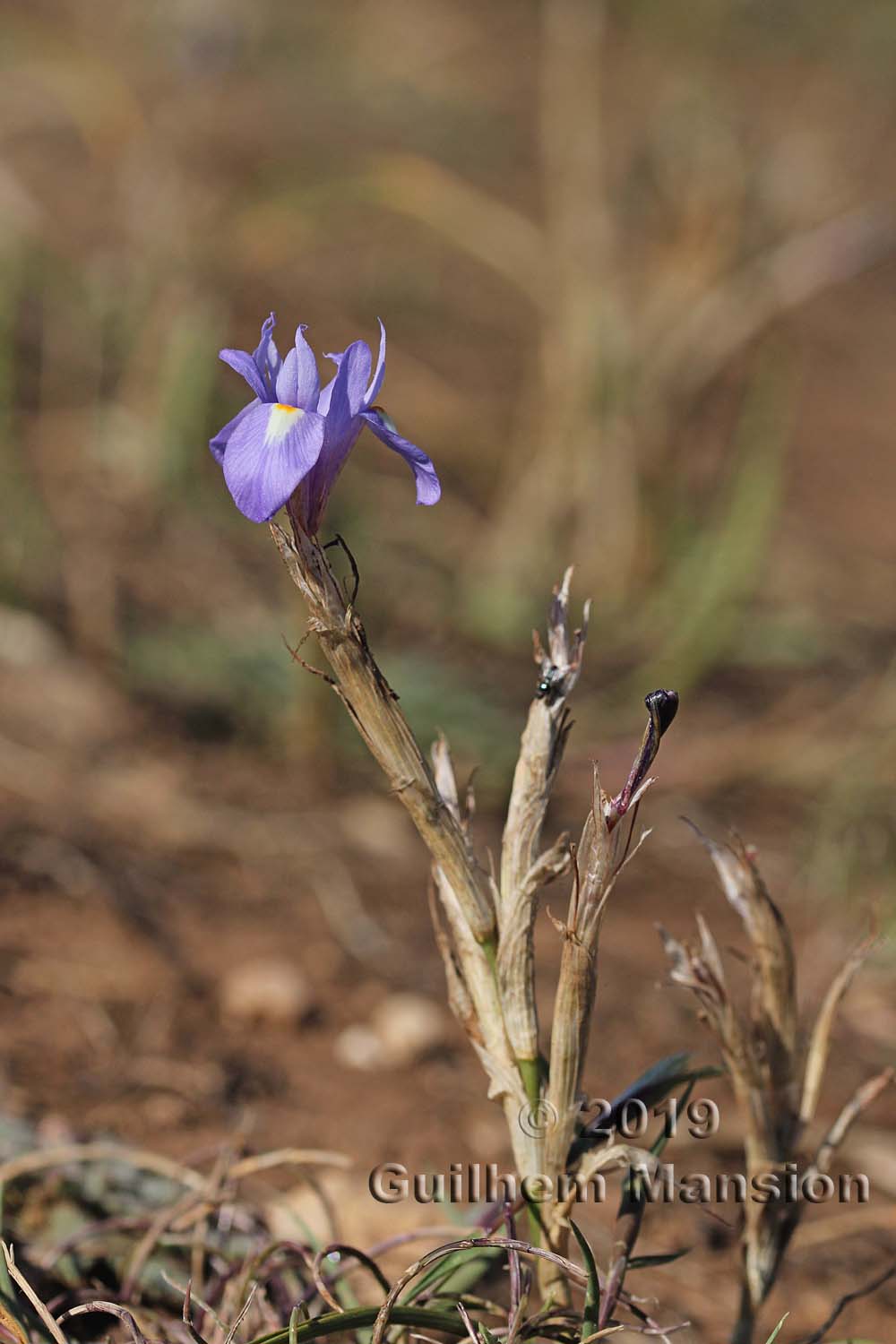 Moraea sisyrinchium