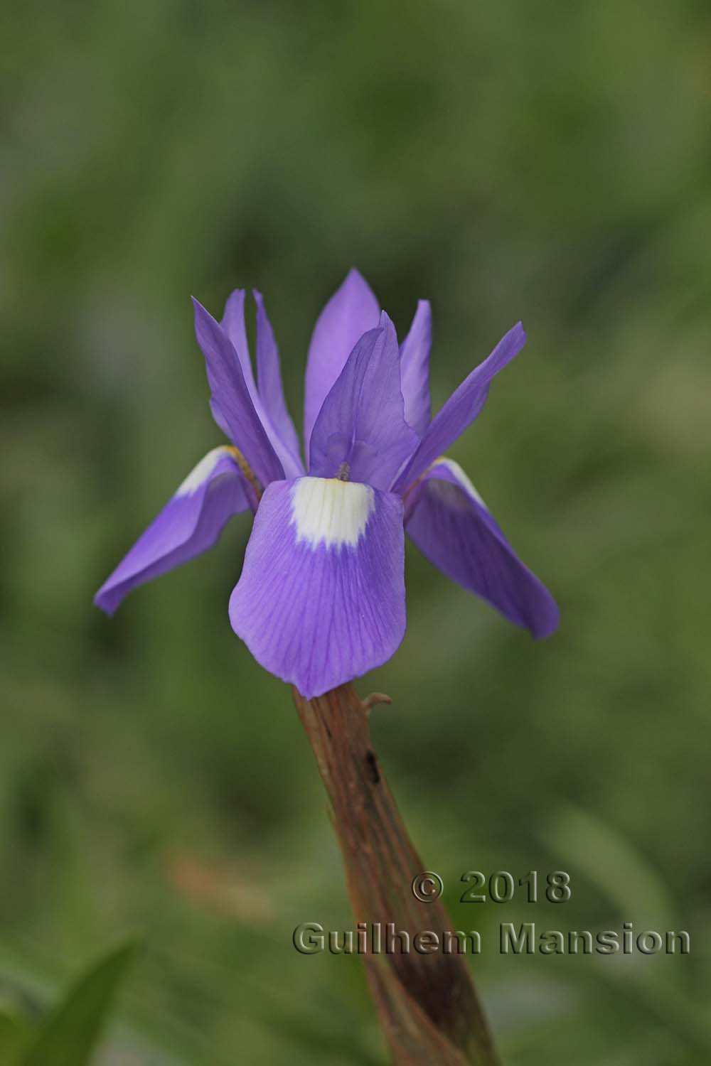 Moraea sisyrinchium