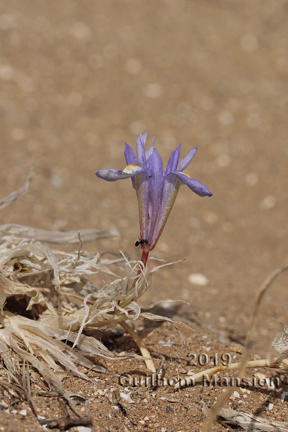 Moraea sisyrinchium