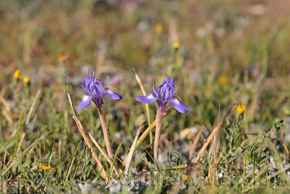 Moraea sisyrinchium