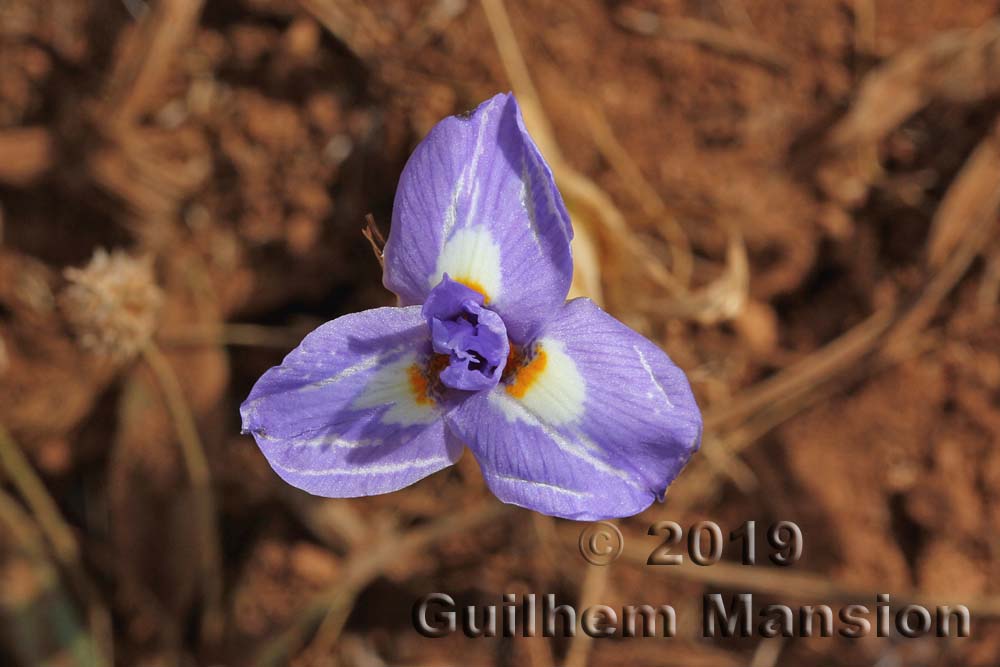 Moraea sisyrinchium