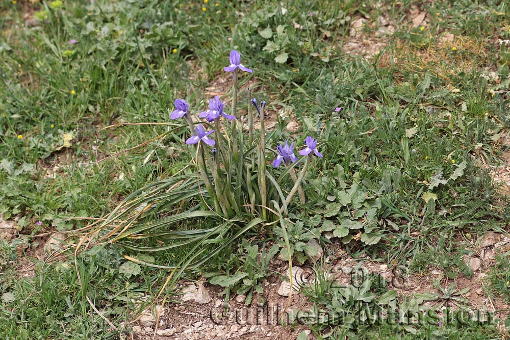 Moraea sisyrinchium