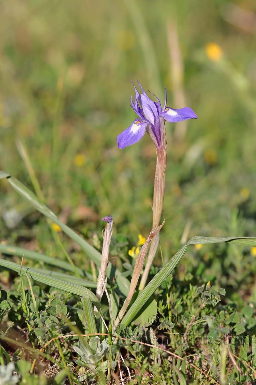 Moraea sisyrinchium