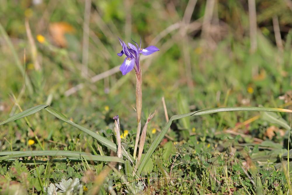 Moraea sisyrinchium