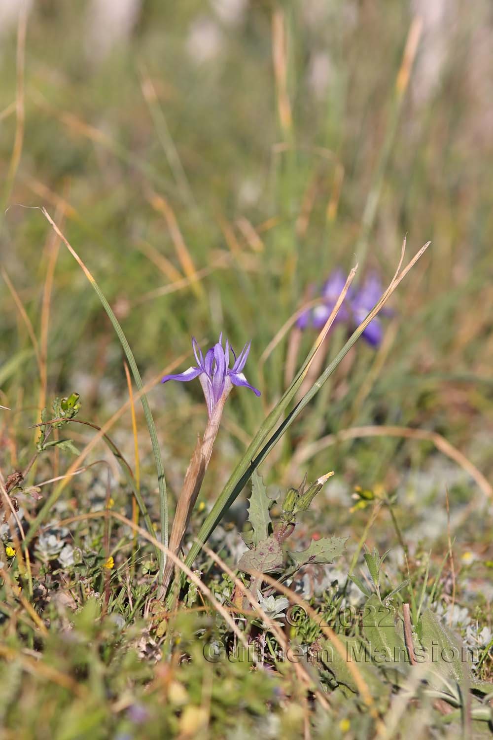 Moraea sisyrinchium