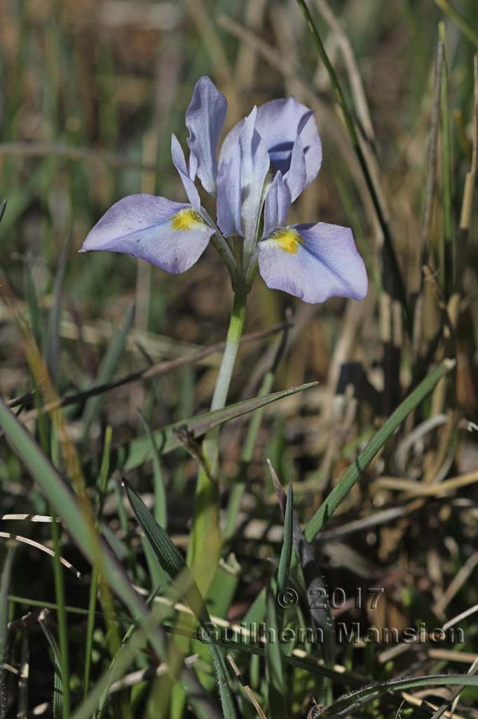 Moraea sp.