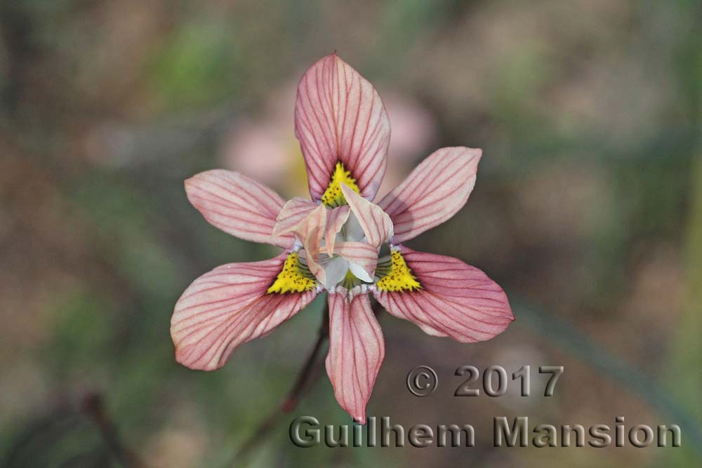 Moraea tricolor