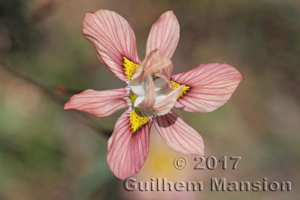 Moraea tricolor