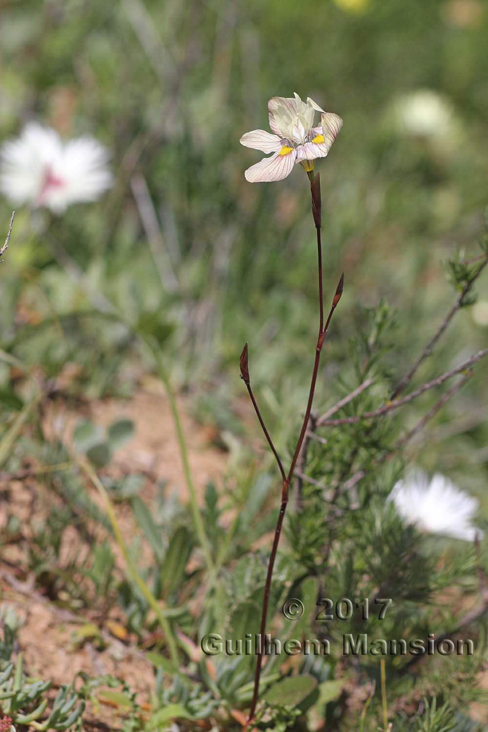 Moraea tricolor