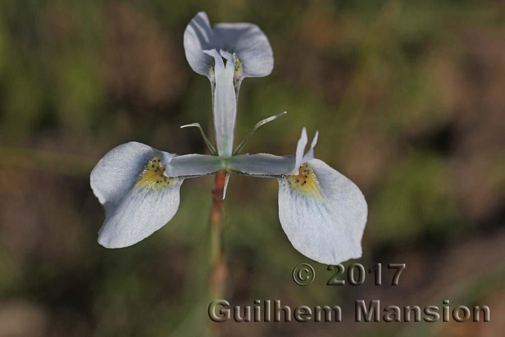 Moraea tripetala