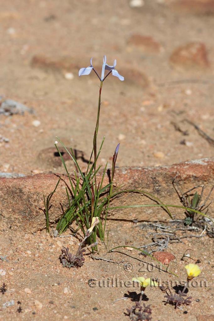 Moraea tripetala